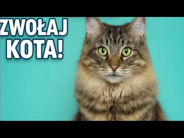 Jak tata mówi do kotka - kontrowersyjna anegdota z telewizji dziecięcej