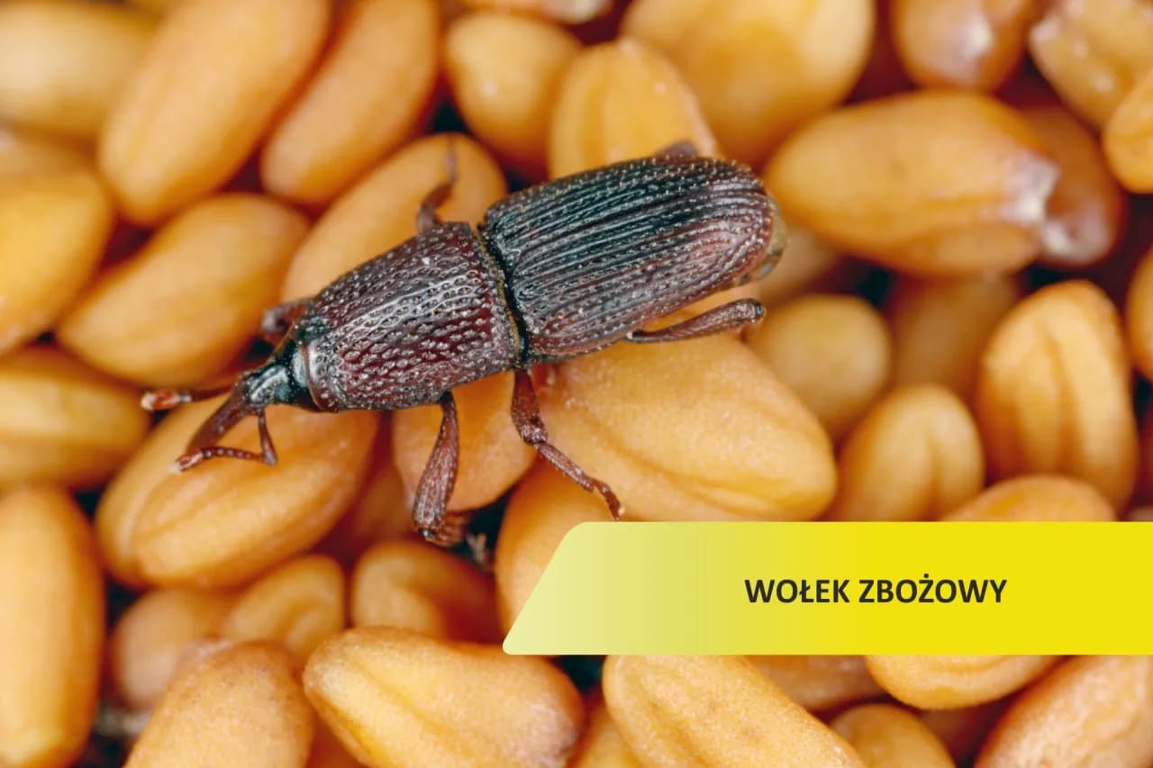 Czym żywi się wołek zbożowy? Odkryj zaskakujące fakty o jego diecie