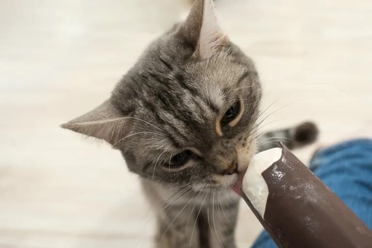 Czy koty mogą jeść lody? Oto, dlaczego to nie jest bezpieczne