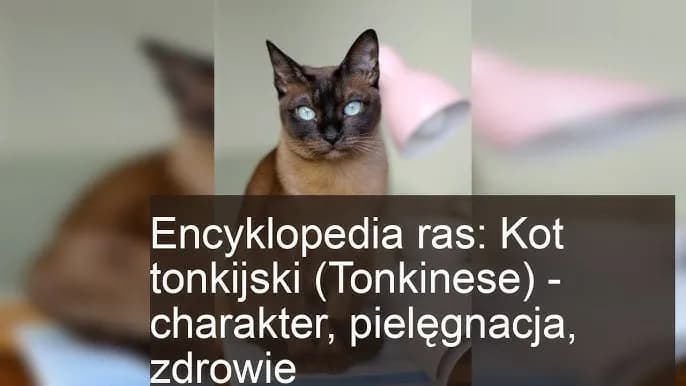 Kot tonkijski czekoladowy – poznaj jego unikalne cechy i pielęgnację