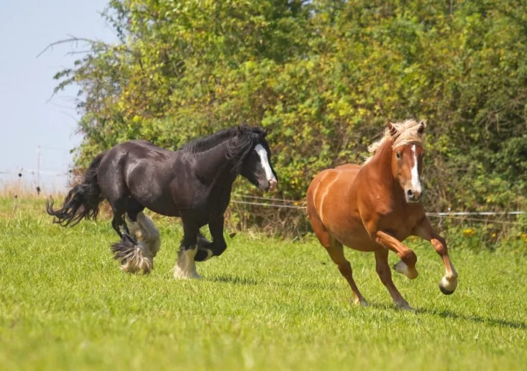 Jak koń się żywi - kluczowe informacje o diecie koni i ich potrzebach