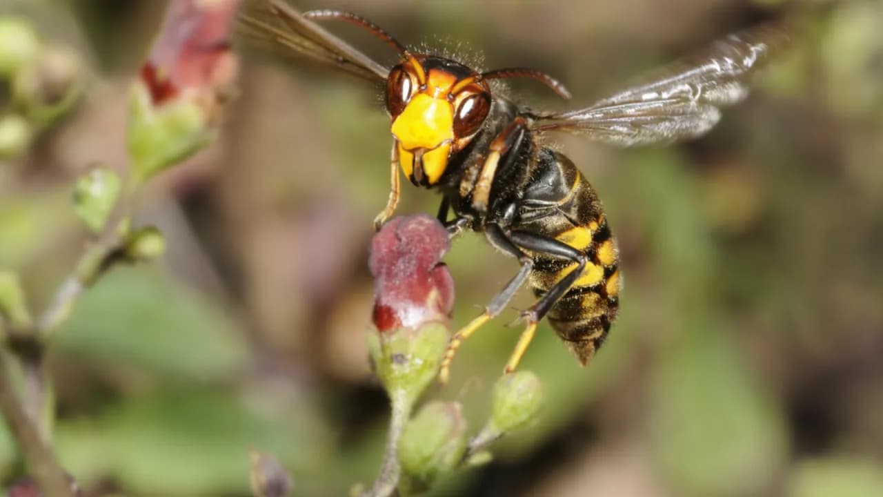 Czym się żywi szerszeń i dlaczego jego dieta jest tak ważna?