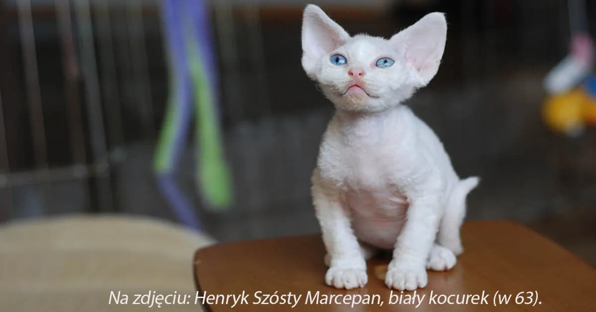 Devon Rex opinie: Co musisz wiedzieć przed adopcją tego kota?