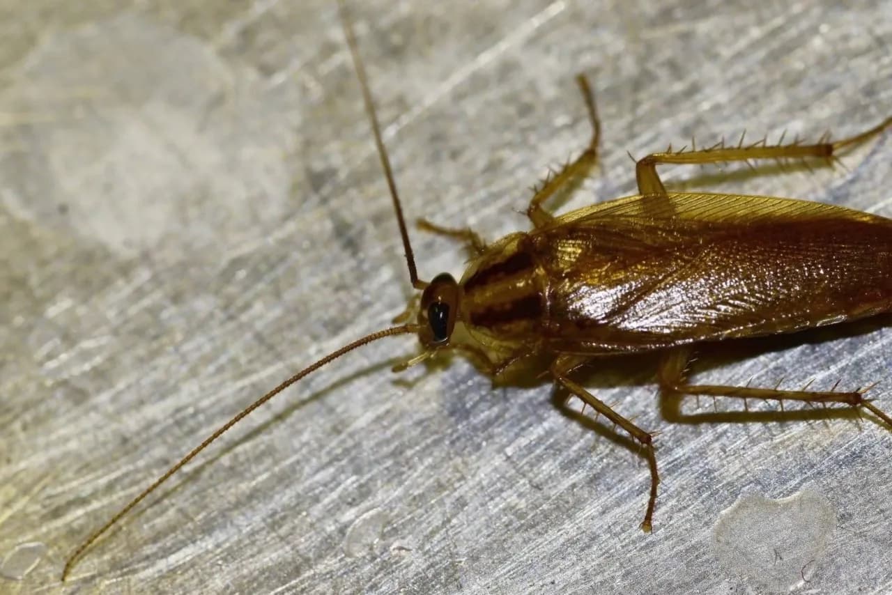 Prusaki jak się rozmnażają – poznaj ich szybki cykl życia i zagrożenia