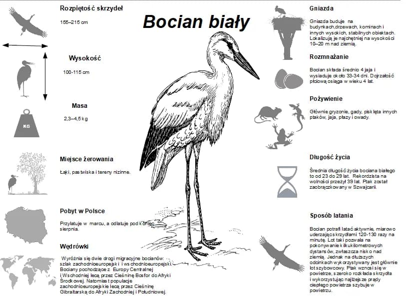 Bocian czym się żywi - zaskakujące fakty o diecie bociana białego