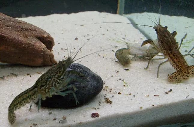 Czym żywi się rak? Odkryj tajemnice diety tych skorupiaków