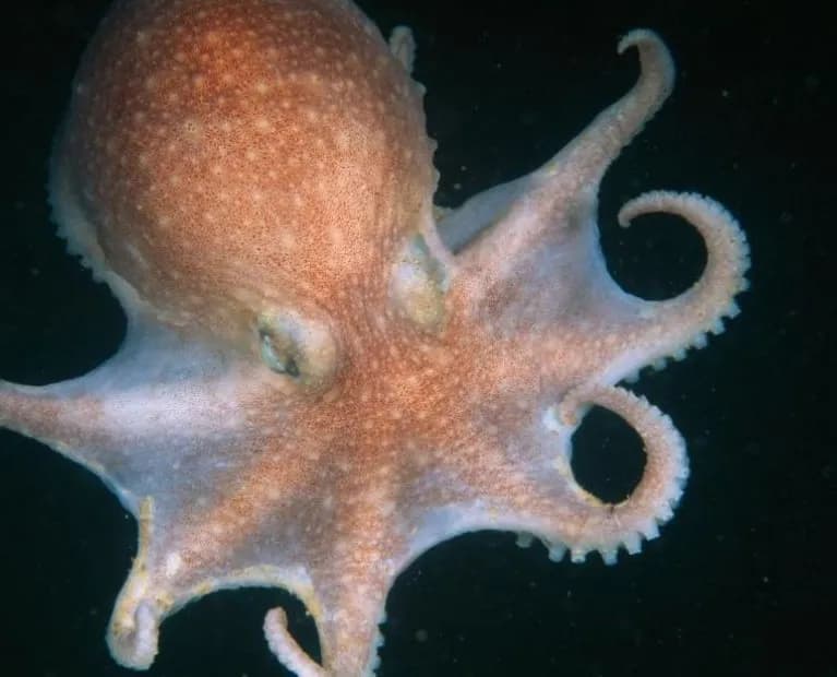 Czym się żywi ośmiornica? Zaskakujące fakty o ich diecie i polowaniach