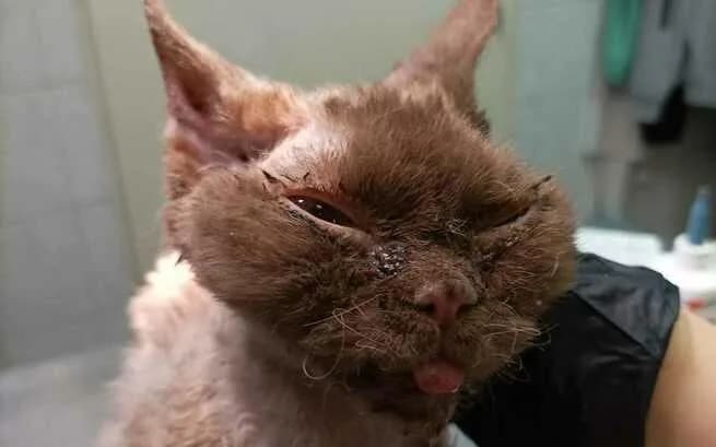 Schronisko dla Devon Rex: Jak pomóc zaniedbanym kotom w Bytomiu