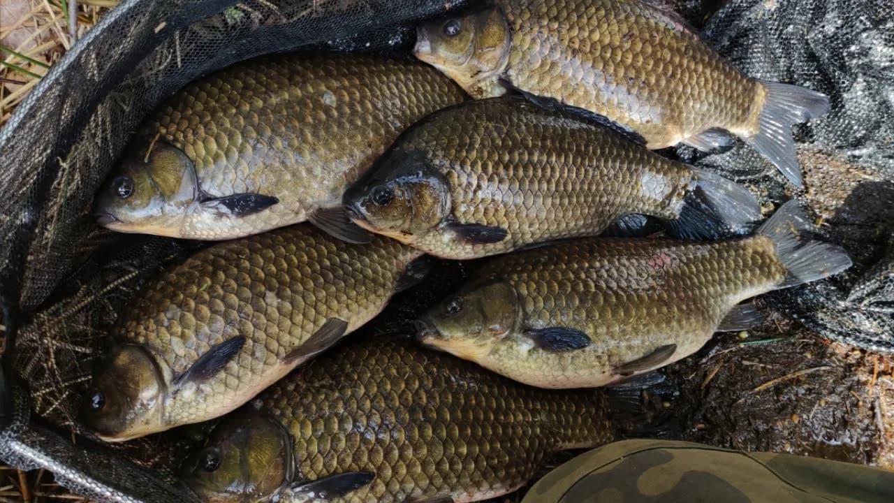 Jak rozmnażają się karasie - poznaj sekrety skutecznego tarła