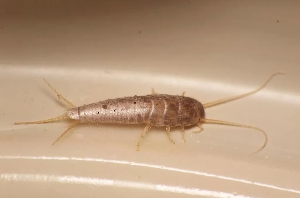 Rybik cukrowy czym się żywi - poznaj jego zaskakujące źródła pokarmu