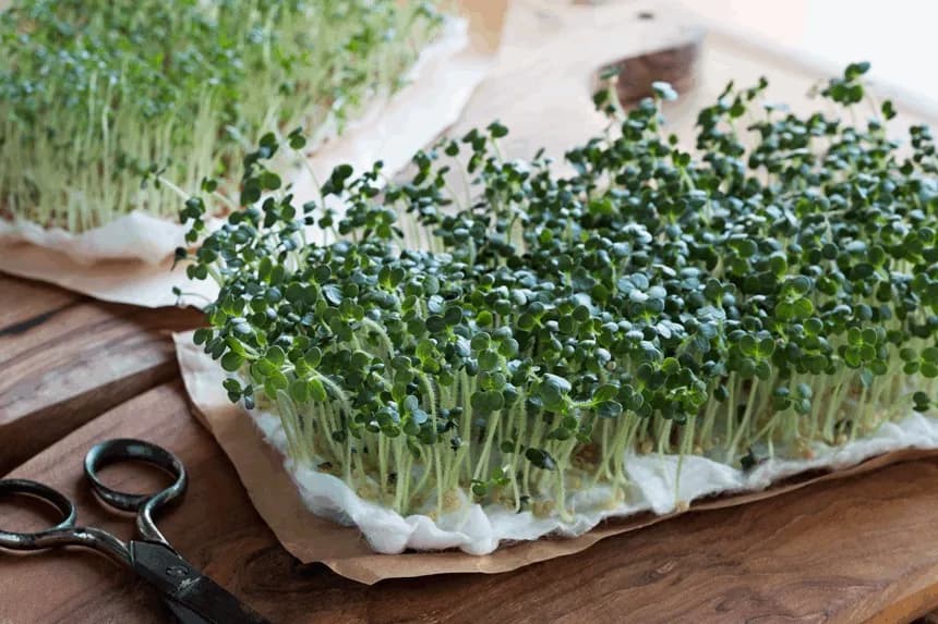 Czy koty mogą jeść rzeżuchę? Sprawdź, co musisz wiedzieć o jej bezpieczeństwie