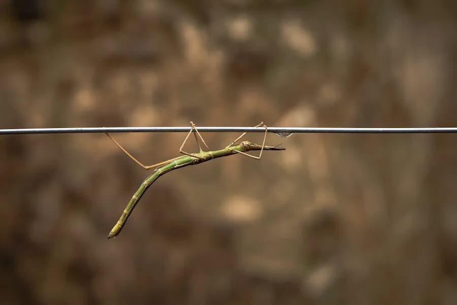 Jak się rozmnażają patyczaki? Odkryj ich tajemnice rozmnażania