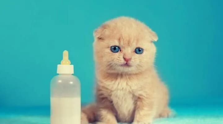 Jak karmić małego kotka bez matki, aby zapewnić mu zdrowie?