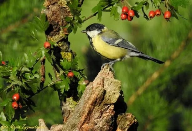 Amur czym się żywi – odkryj tajemnice diety tej roślinnej ryby