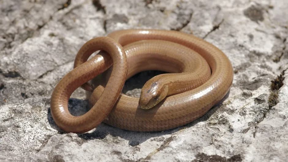 Czym żywi się padalec? Odkryj jego zaskakującą dietę i zwyczaje