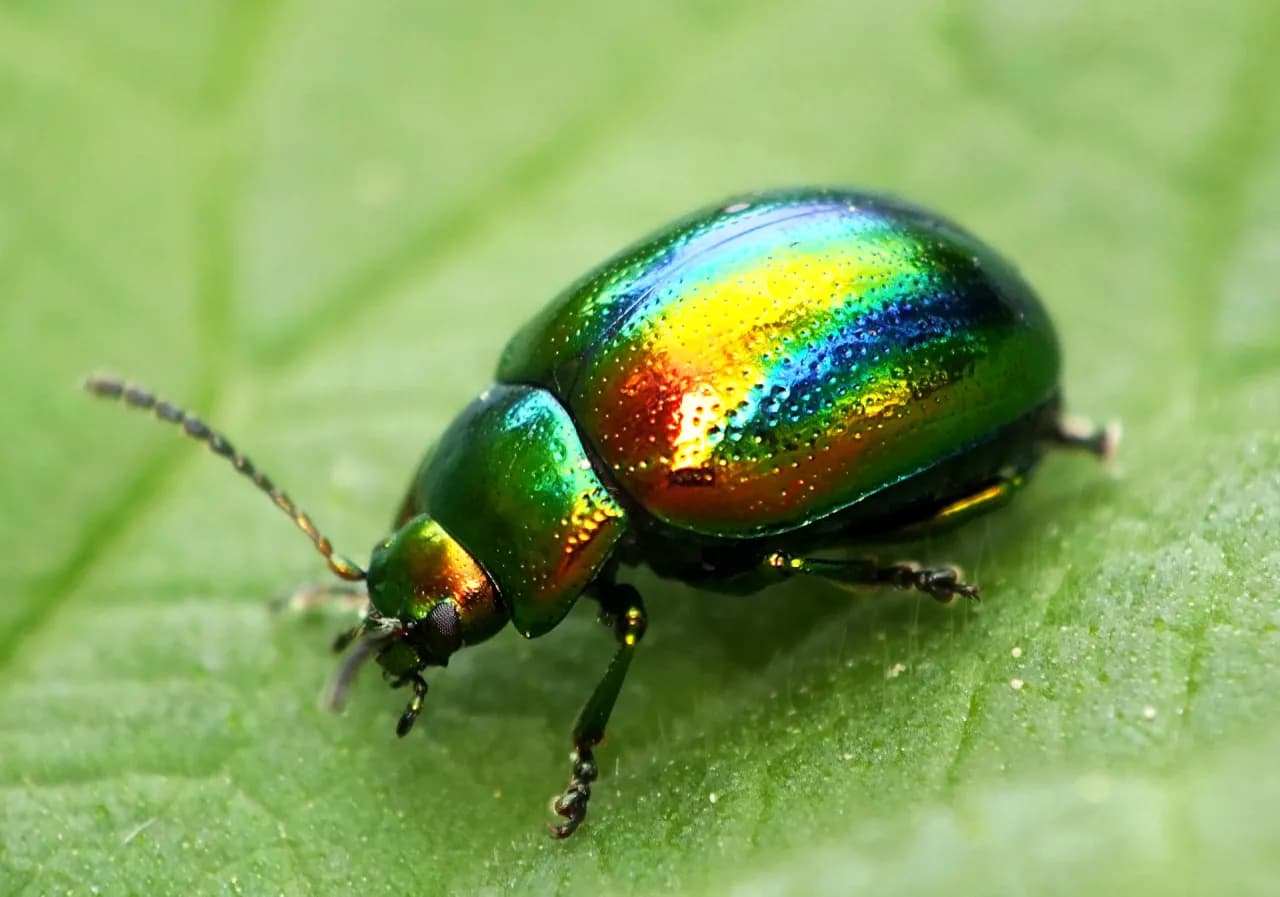 Czym się żywi chrząszcz? Odkryj zaskakujące nawyki żywieniowe