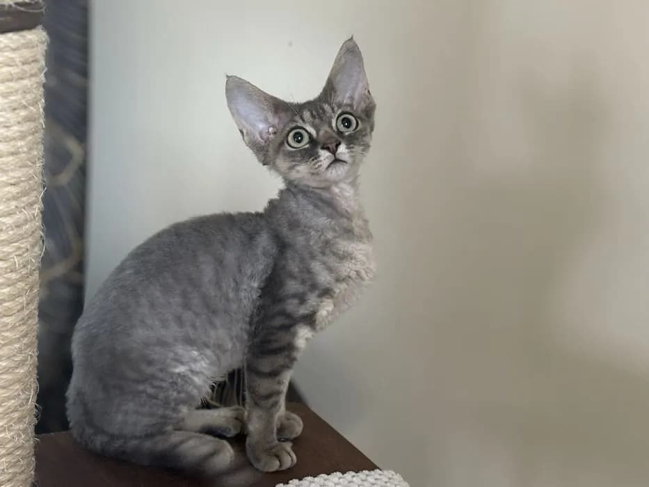 Devon Rex na sprzedaż - znajdź idealnego kota w Polsce teraz