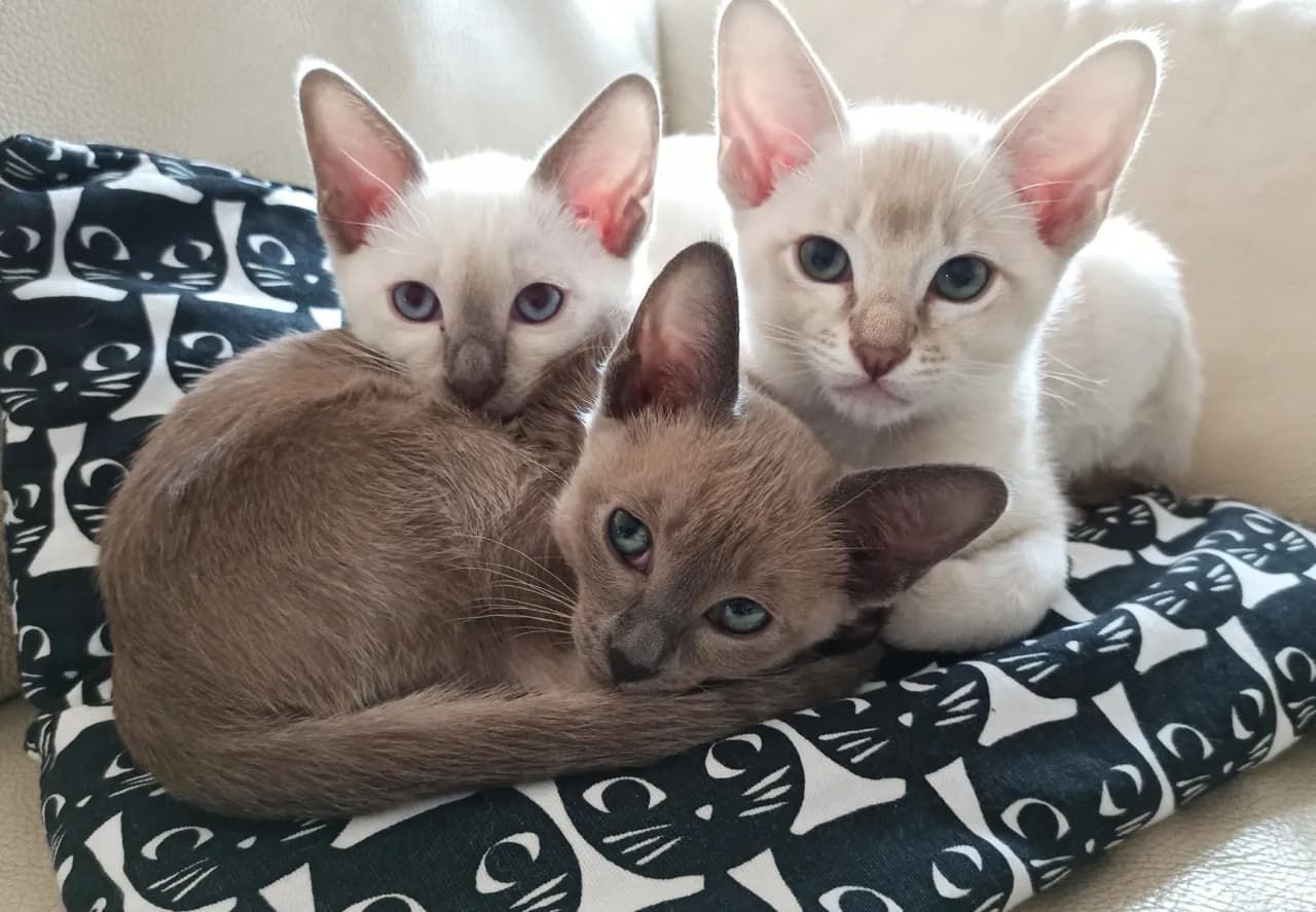 Koty tonkijskie sprzedam - najlepsze oferty i porady dla kupujących