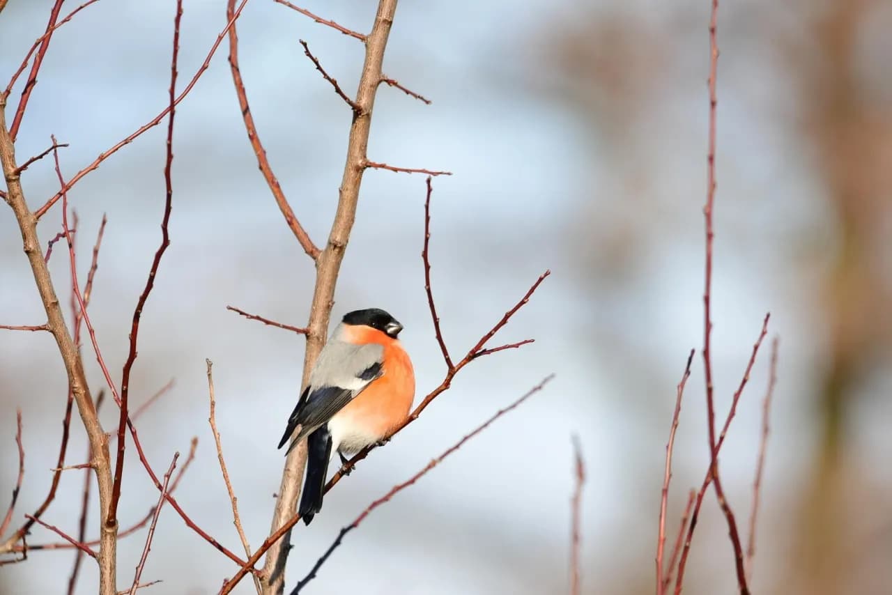 Gil czym się żywi? Odkryj niespodziewane źródła jego diety