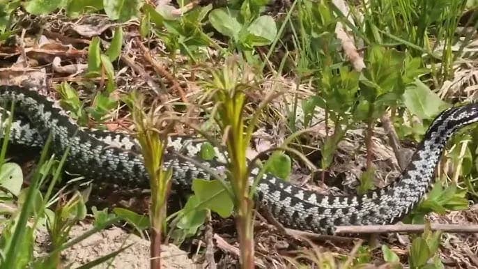 Jak się rozmnażają żmije? Zaskakujące fakty o ich życiu i rozwoju