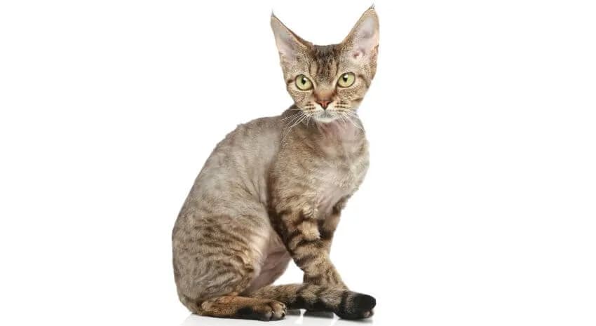 Kocięta Devon Rex: Cechy, wymagania i jak je wychować