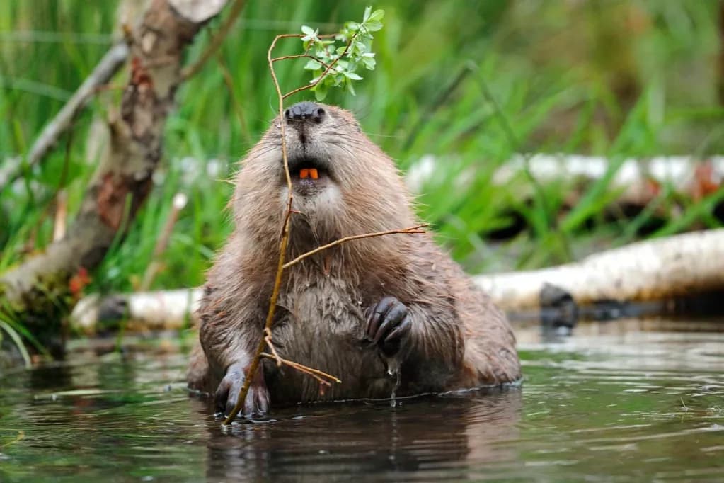 Bobry czym się żywią? Odkryj ich zaskakującą dietę i zwyczaje