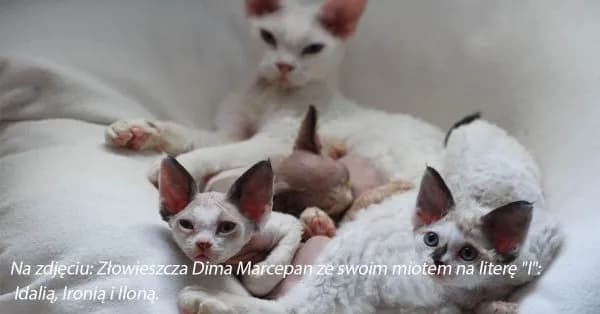 Białe koty Devon Rex: Cechy, dostępność i opieka nad nimi