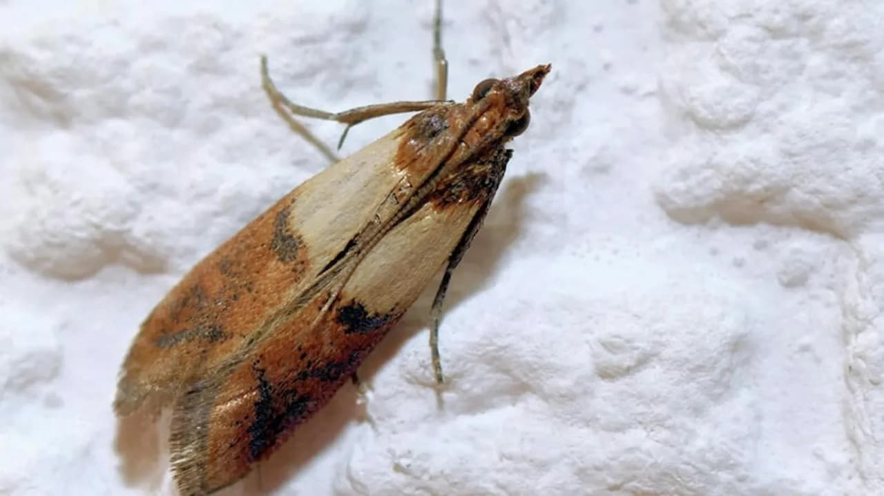 Jak rozmnażają się mole spożywcze i jak ich uniknąć w kuchni