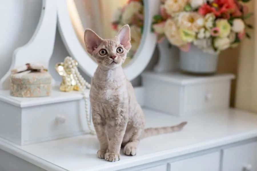 Szylkretowy Devon Rex: niezwykłe cechy, historia i pielęgnacja kota