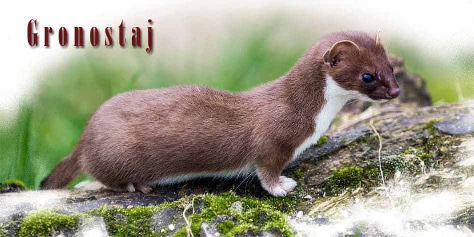 Gronostaj czym się żywi? Zaskakujące fakty o jego diecie