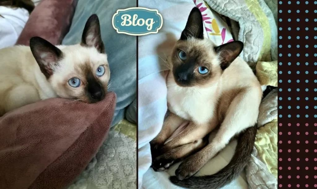 Ciekawe fakty o kocie tonkijskim, które zaskoczą każdego miłośnika kotów
