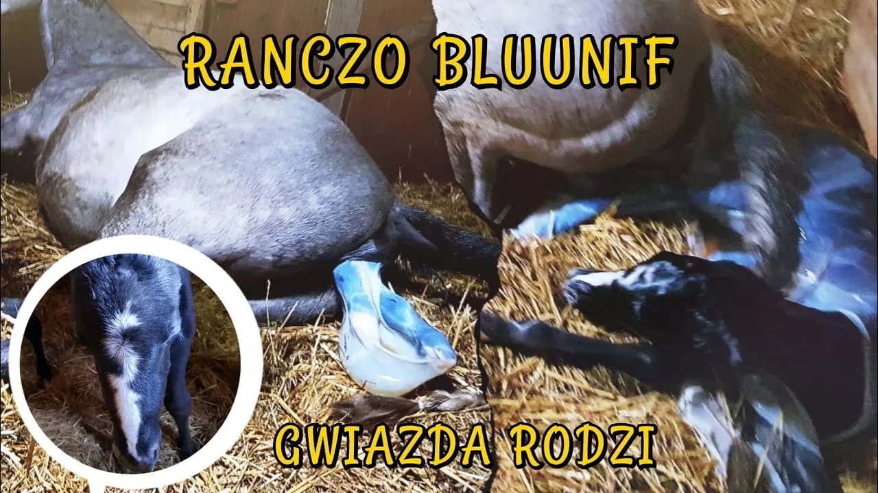 Jak rozmnażają się konie - poznaj tajemnice ich reprodukcji i porodu