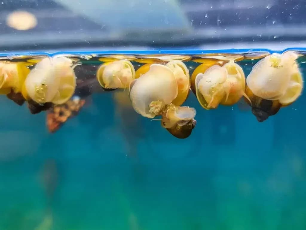 Jak rozmnażają się ślimaki w akwarium? Odkryj sekrety ich rozmnażania