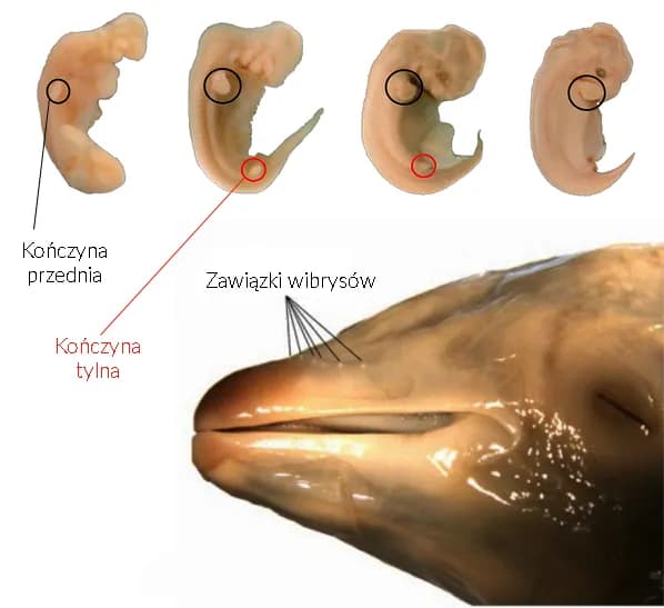 Jak rozmnażają się wieloryby? Fascynujący proces i opieka matki