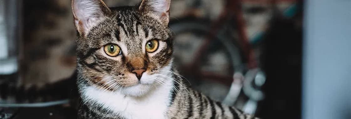 Czy koty mogą jeść naleśniki? Oto, co musisz wiedzieć o ich diecie