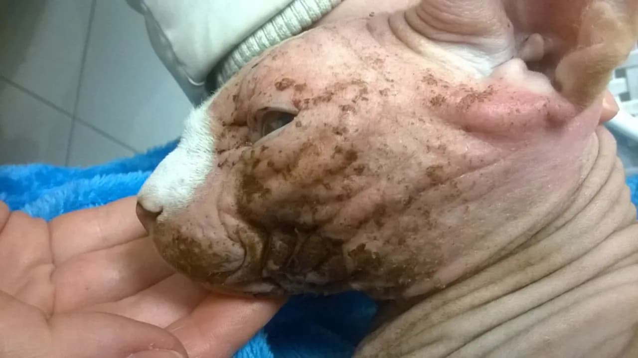 Choroby skóry u Devon Rex: objawy, przyczyny i skuteczne leczenie