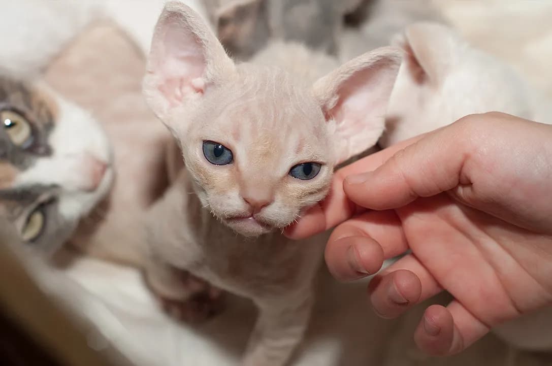 Devon Rex do adopcji - znajdź swojego idealnego towarzysza