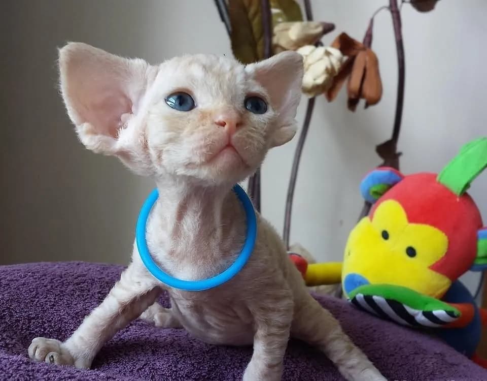Gdzie znaleźć koty Devon Rex na OLX? Ceny i oferty w Polsce