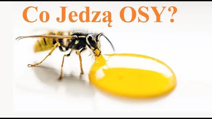 Czym się żywią osy? Zaskakujące fakty o ich diecie i preferencjach