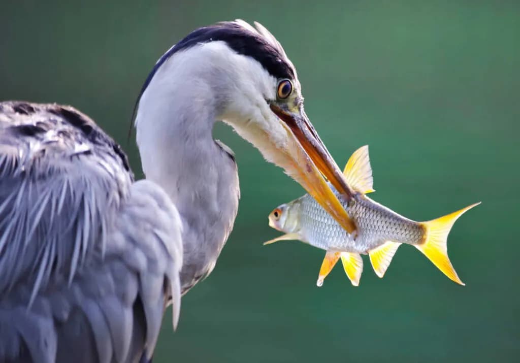 Czym żywi się czapla? Odkryj fascynujące aspekty jej diety