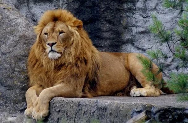 Czym żywi się lew? Zaskakujące fakty o diecie lwów w naturze