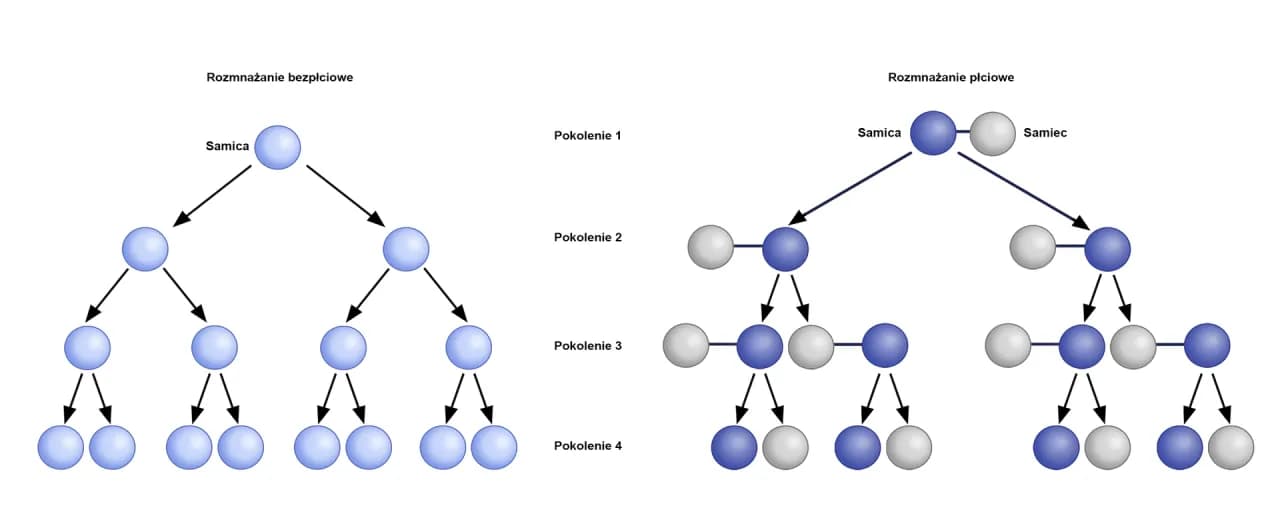 Jak rozmnażają się rozgwiazdy? Odkryj fascynujące metody rozmnażania