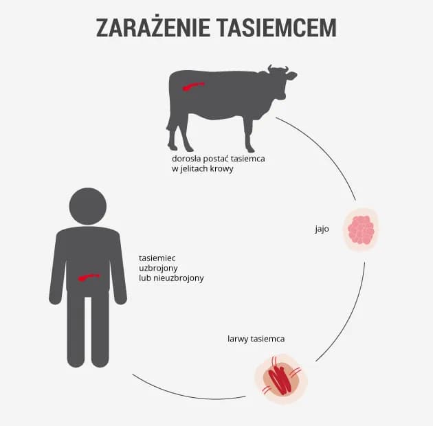 Jak rozmnażają się tasiemce i dlaczego ich proces jest zaskakujący