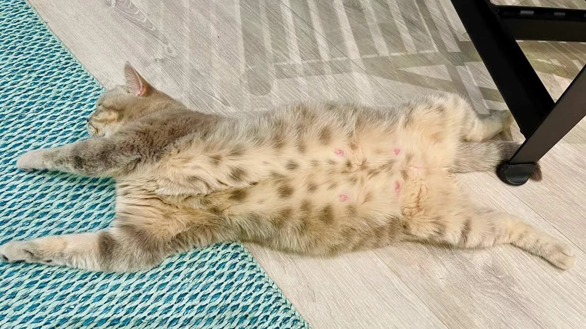 Kotka ile w ciąży - ile trwa ciąża i jak dbać o przyszłą mamę?