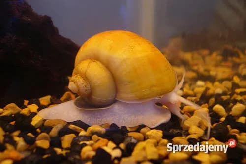 Ampularia żółta czym się żywi – poznaj jej ulubione pokarmy