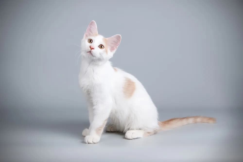 Kot Afrodyty biały - niezwykłe cechy, pielęgnacja i zdrowie kota