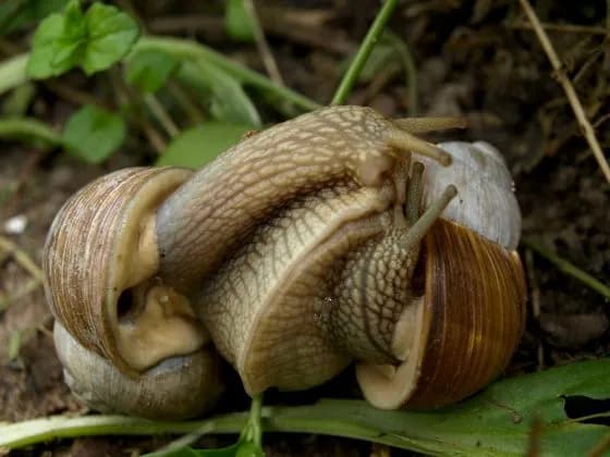 Jak rozmnażają się ślimaki helenki? Odkryj sekrety ich rozmnażania