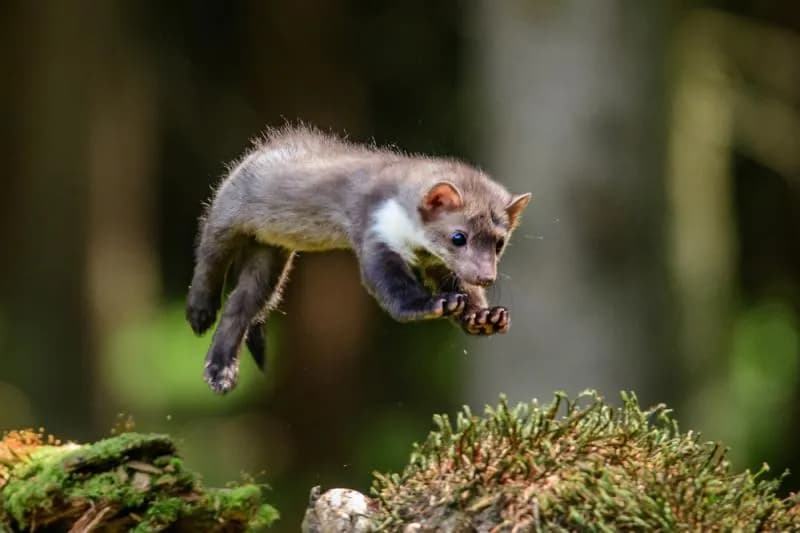 Kuna czym się żywi - poznaj jej zaskakującą dietę i zwyczaje