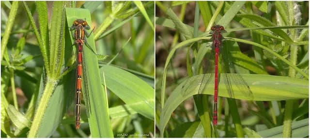 Czym żywi się ważka? Odkryj tajemnice diety tych drapieżników