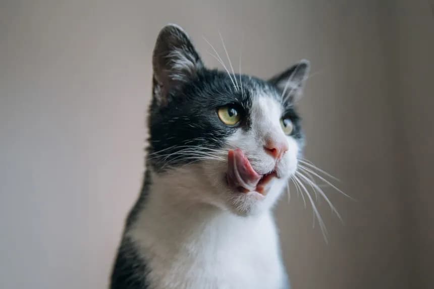 Czy koty mogą jeść rukolę? Poznaj ryzyko i zdrowe ilości